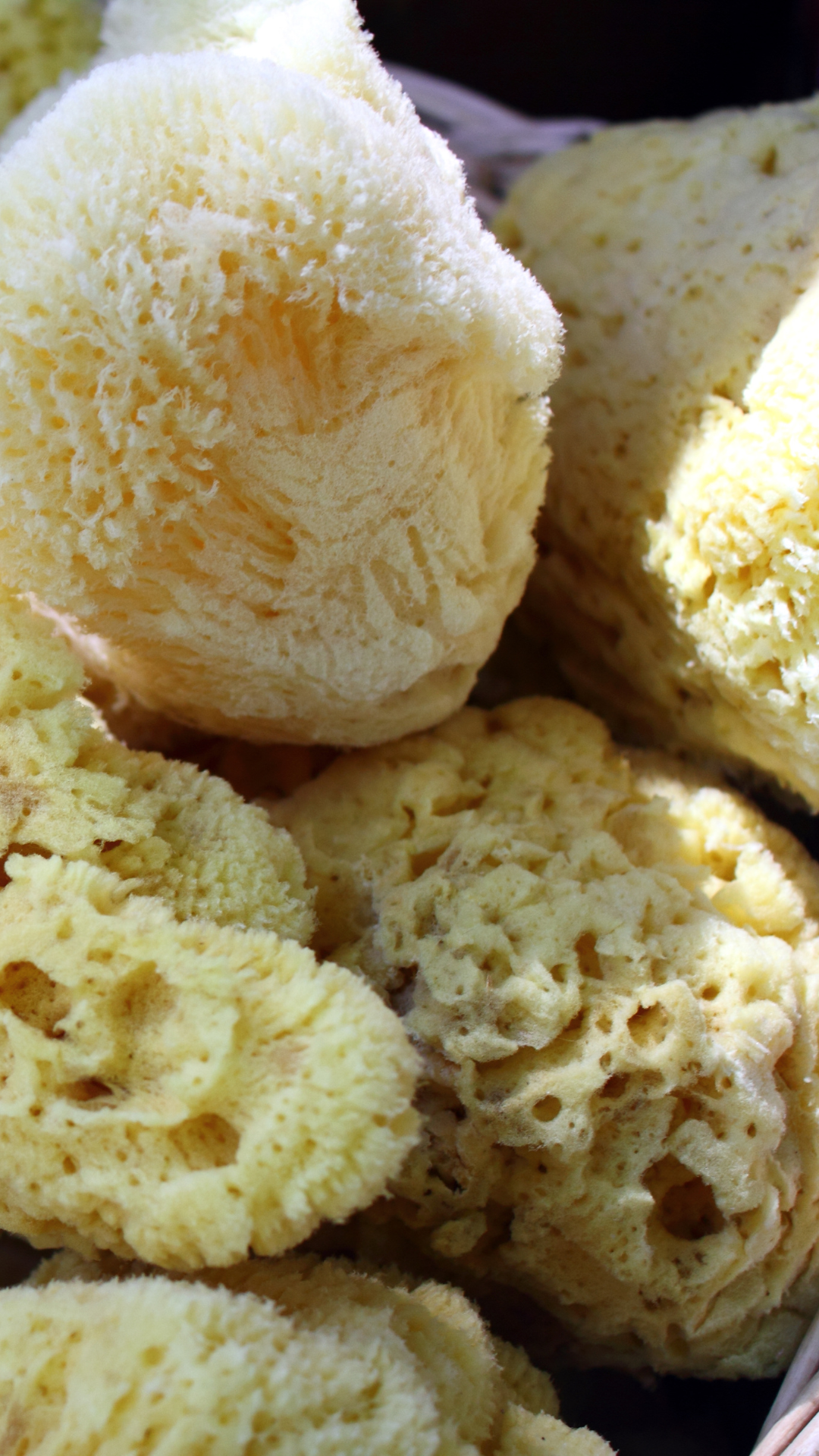 SPUGNA NATURALE MAR MEDITERRANEO FINE DAMA